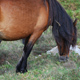 cebraduras capa asturcón caballo Asturias